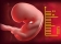 CHUYỆN MANG THAI: TUẦN 7: EM BÉ ĐÃ LỚN GẤP 1000 LẦN SO VỚI NGÀY ĐẦU TIÊN