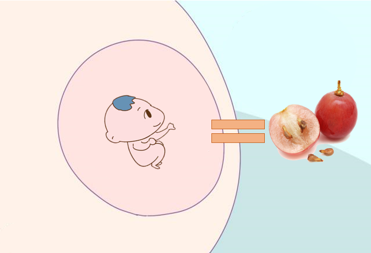 CHUYỆN MANG THAI: TUẦN 8: QUẢ NHO CỦA BỐ MẸ