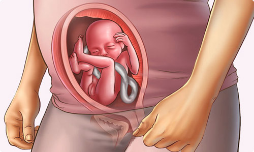 CHUYỆN MANG THAI: TUẦN 31: CHIẾC ĐẦU NHỎ ĐÃ CÓ THỂ CỬ ĐỘNG