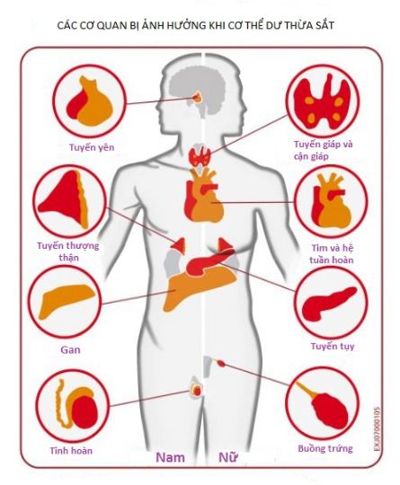 Cách Chẩn Đoán Thiếu Máu Dư Sắt